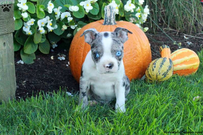 Kade (Boston Terrier, Male) in Quarryville, PA