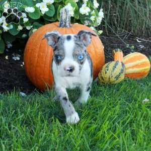 Kade, Boston Terrier Puppy