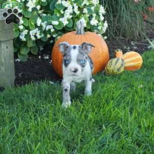 Kade, Boston Terrier Puppy