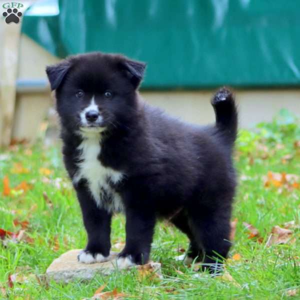 Kaden, Pomsky Puppy