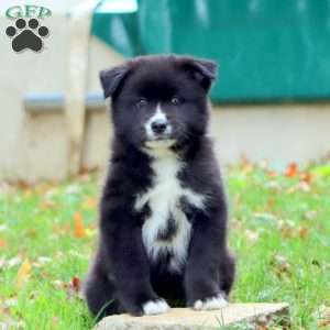 Kaden, Pomsky Puppy