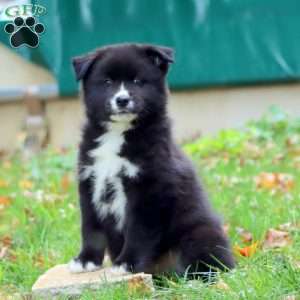 Kaden, Pomsky Puppy