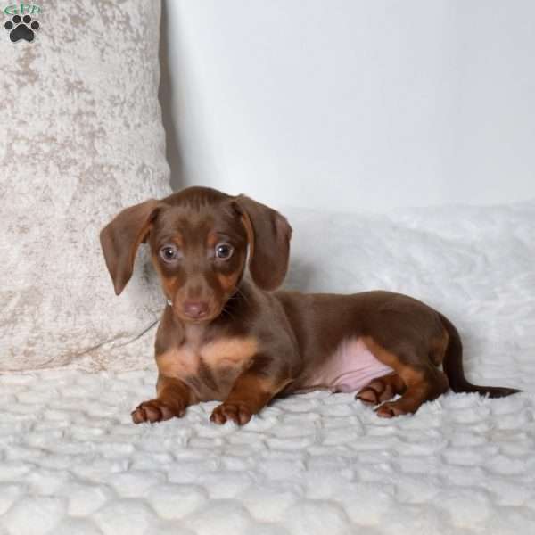 Kai, Dachshund Mix Puppy