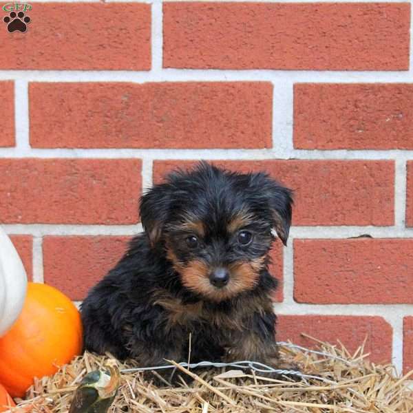 Kai, Yorkie Puppy
