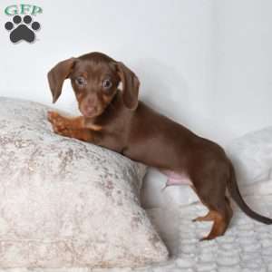 Kai, Dachshund Mix Puppy