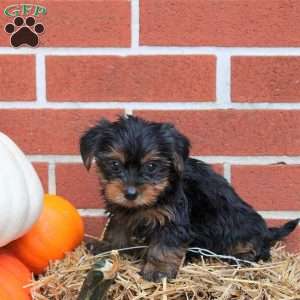Kai, Yorkie Puppy