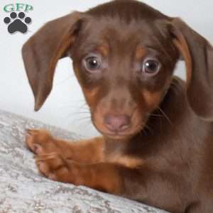 Kai, Dachshund Mix Puppy