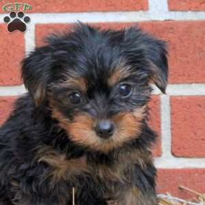 Kai, Yorkie Puppy
