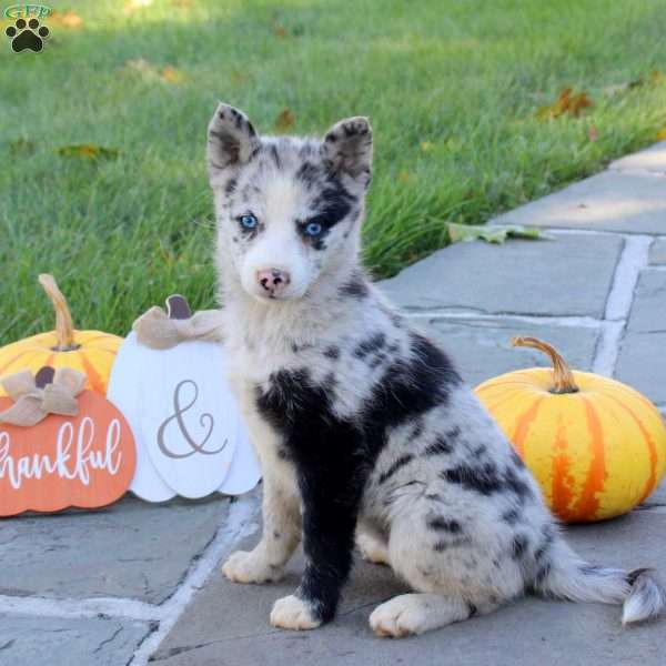 Kandy, Pomsky Puppy
