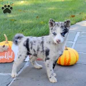 Kandy, Pomsky Puppy