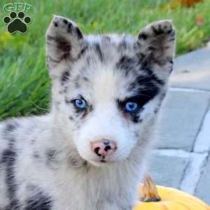 Kandy, Pomsky Puppy