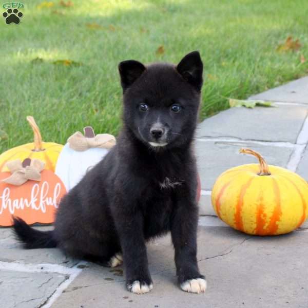 Kane, Pomsky Puppy