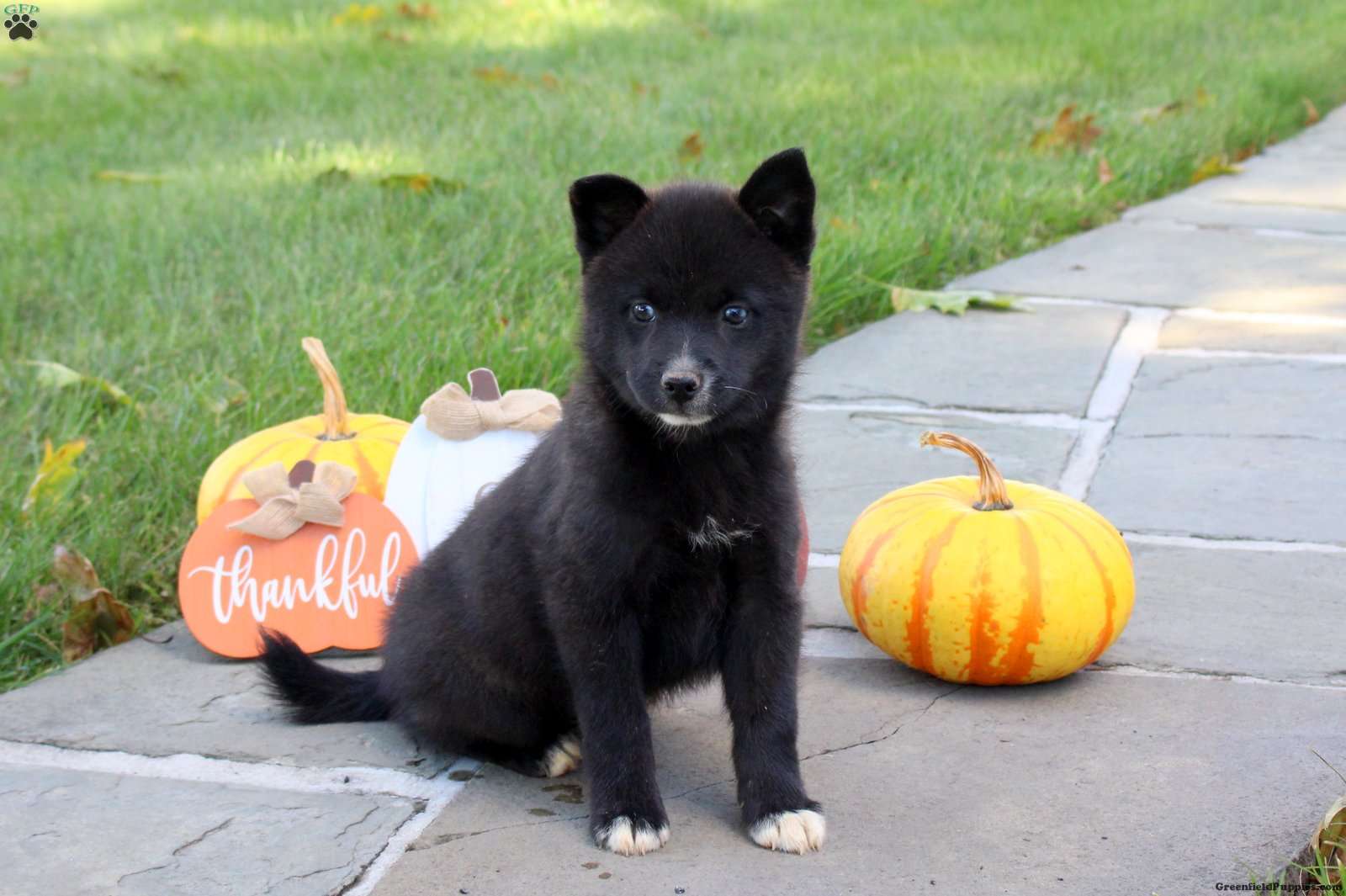 Kane (Pomsky, Male) in Lititz, PA