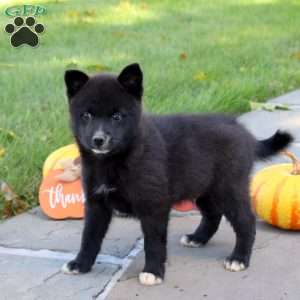 Kane, Pomsky Puppy