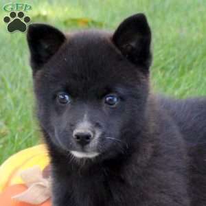 Kane, Pomsky Puppy