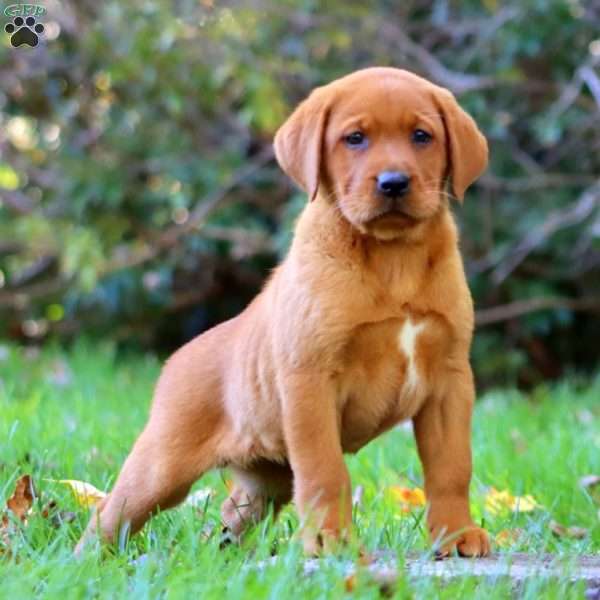 Karla, Fox Red Labrador Retriever Puppy