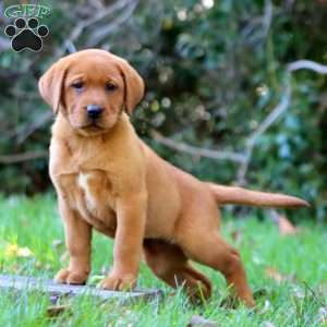 Karla, Fox Red Labrador Retriever Puppy