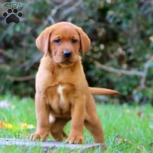 Karla, Fox Red Labrador Retriever Puppy