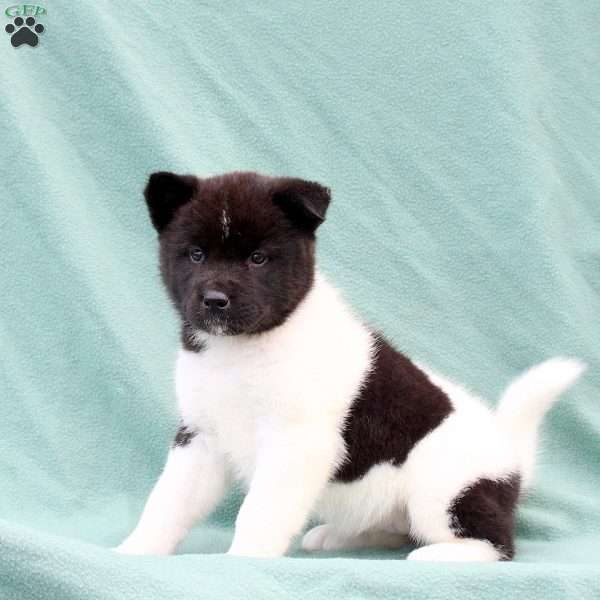 Karma, Akita Puppy