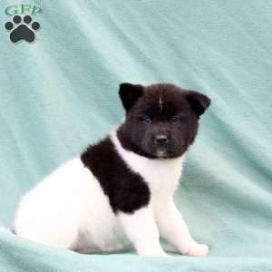 Karma, Akita Puppy