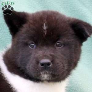 Karma, Akita Puppy