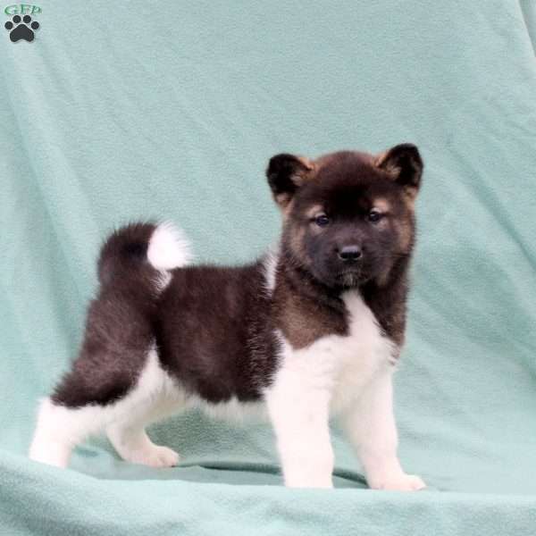Karson, Akita Puppy