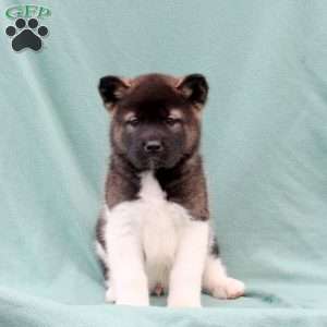 Karson, Akita Puppy