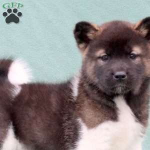 Karson, Akita Puppy