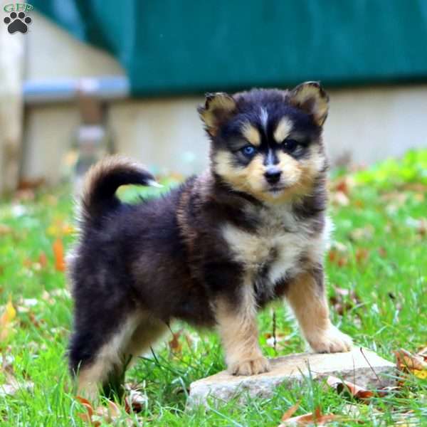 Karson, Pomsky Puppy