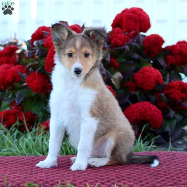 Karson, Sheltie Puppy