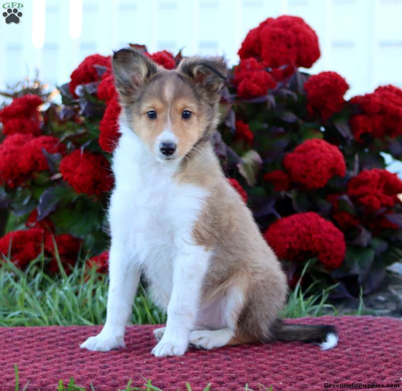 Karson (Shetland Sheepdog, Male) in Honey Brook, PA