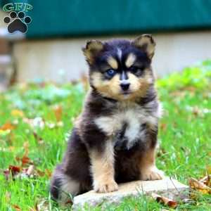 Karson, Pomsky Puppy