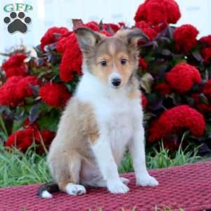 Karson, Sheltie Puppy