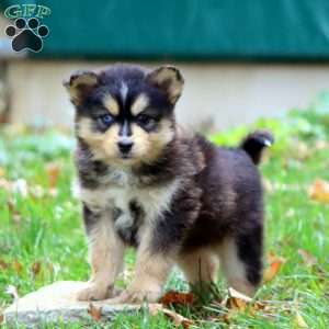 Karson, Pomsky Puppy