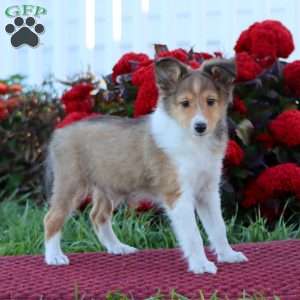 Karson, Sheltie Puppy