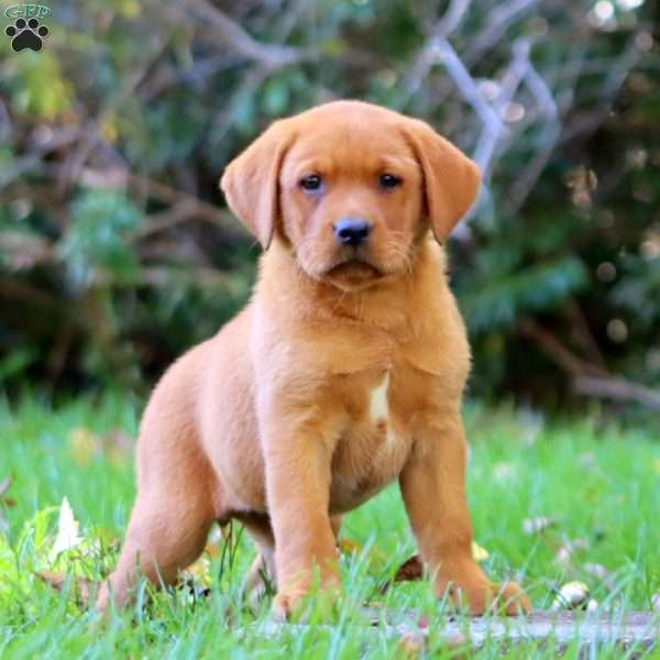 Kathy, Fox Red Labrador Retriever Puppy