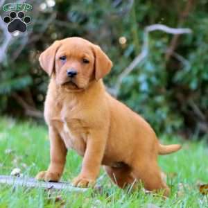 Kathy, Fox Red Labrador Retriever Puppy