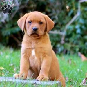 Kathy, Fox Red Labrador Retriever Puppy