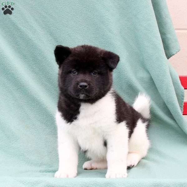 Kato, Akita Puppy