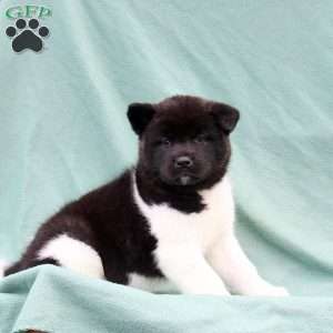 Kato, Akita Puppy