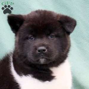 Kato, Akita Puppy