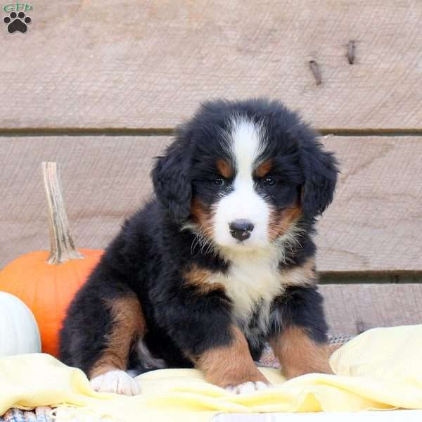 Kaya, Bernese Mountain Dog Puppy
