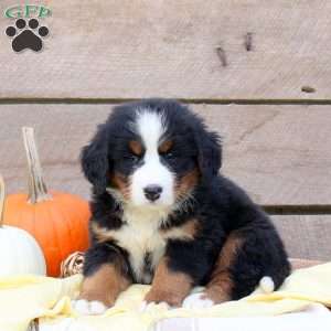 Kaya, Bernese Mountain Dog Puppy