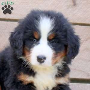 Kaya, Bernese Mountain Dog Puppy
