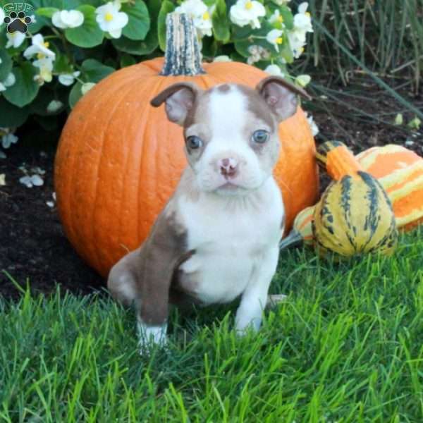 Kayla, Boston Terrier Puppy