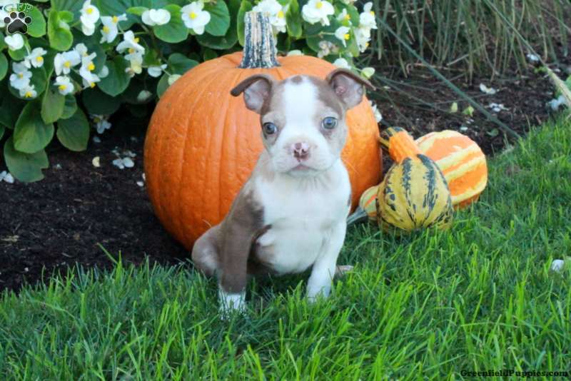 Kayla (Boston Terrier, Female) in Quarryville, PA