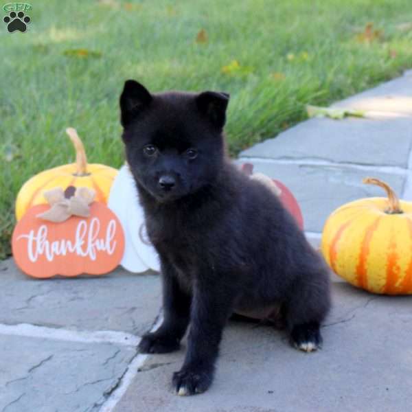 Kayla, Pomsky Puppy