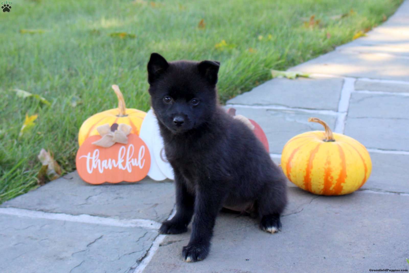Kayla (Pomsky, Female) in Lititz, PA