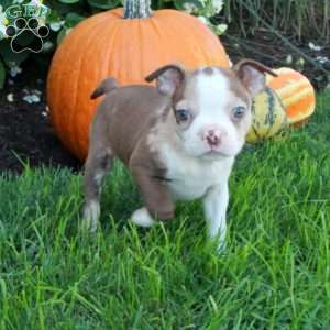 Kayla, Boston Terrier Puppy