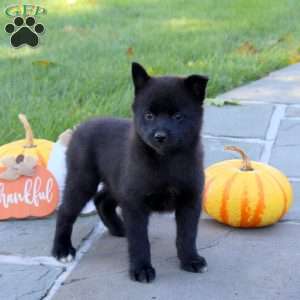 Kayla, Pomsky Puppy